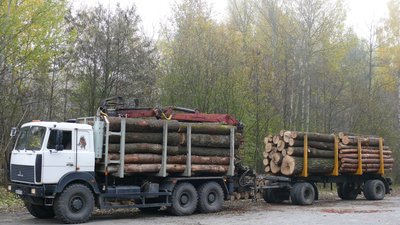 Розкрадання деревини з державного лісгоспу