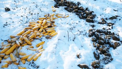 Підгодовують та охороняють від браконьєрів: на Вінниччині найбільша в Україні популяція зубра європейського Підгодовують та охороняють від браконьєрів: на Вінниччині найбільша в Україні популяція зубра європейського