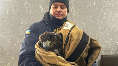На Полтавщині врятували рідкісного птаха