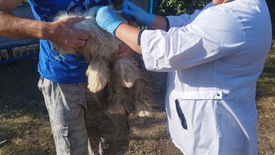Вакцинація від сказу. На Миколаївщині отримали щеплення понад 7000 тварин Вакцинація від сказу. На Миколаївщині отримали щеплення понад 7000 тварин