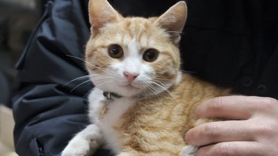 Рудий кіт на прізвисько Ігор Юрійович служить у поліцейському відділку на Бахмутському напрямку Рудий кіт на прізвисько Ігор Юрійович служить у поліцейському відділку на Бахмутському напрямку