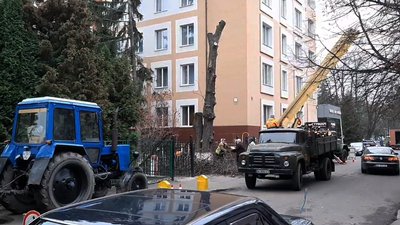 У центрі Рівного почали зрізати каштани. Перехожий викликав поліцію
