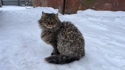 Кіт на Рівненщині