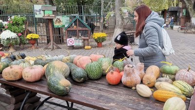 40 літрів каші: у Луцькому зоопарку – свято гарбуза