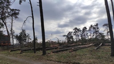 У Черкасах вирубують дерева. Що кажуть у міськраді У Черкасах вирубують дерева. Що кажуть у міськраді