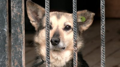У притулку на Рівненщині облаштовують місця для евакуйованих тварин з Херсонщини У притулку на Рівненщині облаштовують місця для евакуйованих тварин з Херсонщини