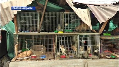 Cемеро кропивничан доглядають за майже 300 бездомними тваринами у притулку