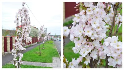 У Гайвороні на Кіровоградщині розквітла алея сакур У Гайвороні на Кіровоградщині розквітла алея сакур
