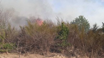 Гектари у вогні: на Волині одразу кілька пожеж в екосистемі