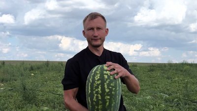 Роман Крисюк. кавуни, як вирощувати кавуни, кавуни волинь
