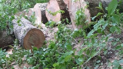 Затримані, самовільно, без будь-яких дозвільних документів здійснили незаконну порубку лісових насаджень. Фото: прокуратура Затримані, самовільно, без будь-яких дозвільних документів здійснили незаконну порубку лісових насаджень. Фото: прокуратура