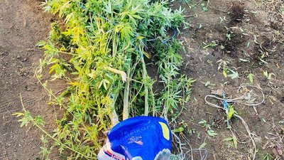Поліція підозрює мешканця Одещини у вирощуванні та зберіганні канабісу Поліція підозрює мешканця Одещини у вирощуванні та зберіганні канабісу