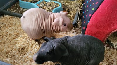 Принесли львів'яни: у львівському екоцентрі живуть морські свинки скінні