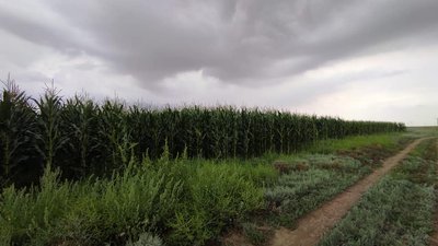 На полі з кукурудзою: на Херсонщині наркоділки знаходять нові способи вирощування конопель На полі з кукурудзою: на Херсонщині наркоділки знаходять нові способи вирощування конопель