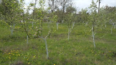 Шкільні городи Шкільні городи