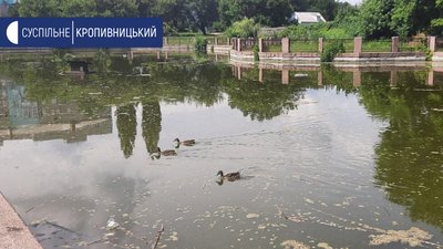 Кропивничанин змайстрував будинок для родини качок Кропивничанин змайстрував будинок для родини качок