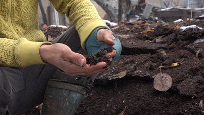 Забирають листя у сусідів: подружжя з Черкащини розводить "гумусних" черв'яків Забирають листя у сусідів: подружжя з Черкащини розводить "гумусних" черв'яків