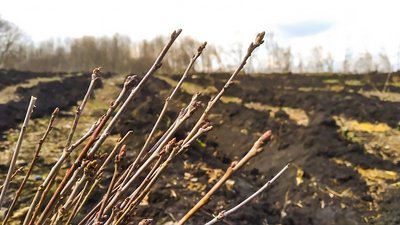 Створюємо ліси разом. У Новоукраїнському районі на Кіровоградщині висадили 4 тисячі саджанців дуба Створюємо ліси разом. У Новоукраїнському районі на Кіровоградщині висадили 4 тисячі саджанців дуба