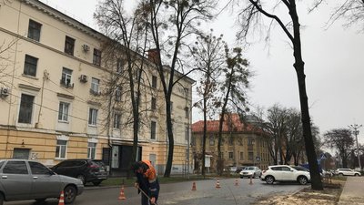 У Полтаві на спилювання аварійних дерев спрямували майже 8 мільйонів гривень