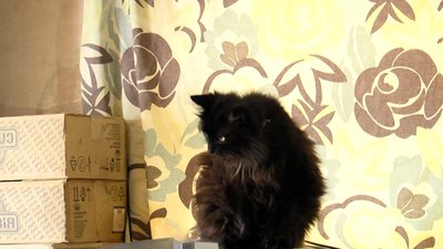 50 котів і дев'ять собак – на Житомирщині жінка облаштувала вдома імпровізований притулок для тварин 50 котів і дев'ять собак – на Житомирщині жінка облаштувала вдома імпровізований притулок для тварин