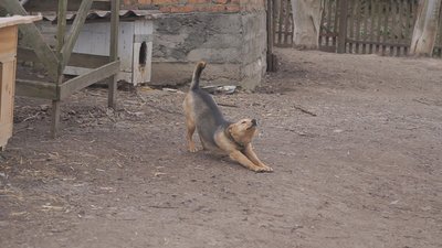 На Вінниччині на подвірʼї волонтерки вбили трьох собак