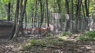 Дикі тварини у Кременецькому лісництві Дикі тварини у Кременецькому лісництві