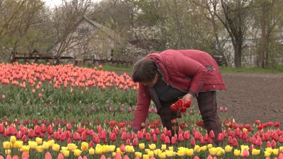 Город став тюльпановим полем: на Черкащині жінка вирощує квіти Город став тюльпановим полем: на Черкащині жінка вирощує квіти