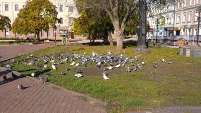У Кропивницькому планують заборонити годувати голубів у громадських місцях