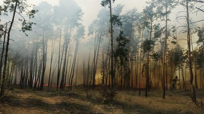 У Києві — надзвичайний рівень пожежної небезпеки. Відвідувати ліси заборонено