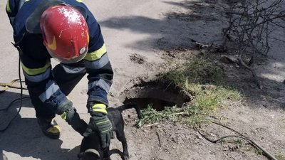 Врятували чотирилапого: на Дніпропетровщині дістали собаку, що впала у відкритий люк Врятували чотирилапого: на Дніпропетровщині дістали собаку, що впала у відкритий люк