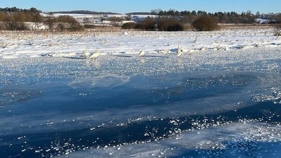 лебеді на льоду