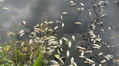  У річці Плоскій загинуло десятки тисяч риб