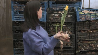 тюльпани тюльпани