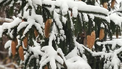 Сумщину засипало снігом. Фото читачів Суспільного Суми