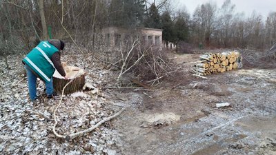 
Незаконну рубку 39 дерев на понад 160 тисяч гривень зафіксували на Чернігівщині