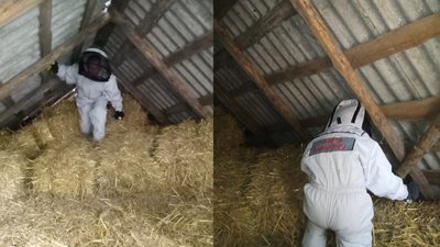 На Рівненщині труять шершнів: як це відбувається та чим небезпечні комахи На Рівненщині труять шершнів: як це відбувається та чим небезпечні комахи