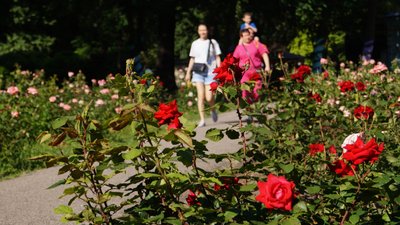 109-ий день війни, Дніпро, троянди в парку Глоби. Фоторепортаж
