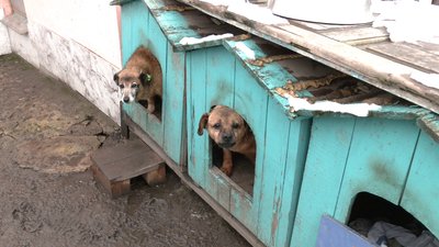 Виселення собачого притулку у Рівному: що відомо та які перспективи Виселення собачого притулку у Рівному: що відомо та які перспективи