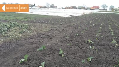 Городина виросла, а продавати ніде через карантин,- фермер Городина виросла, а продавати ніде через карантин,- фермер