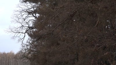 На території Ічнянського національного природного парку, який знаходиться поблизу, сосни теж почали всихати. На території Ічнянського національного природного парку, який знаходиться поблизу, сосни теж почали всихати.