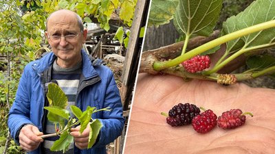 Шовковиця, яка дозріває у жовтні