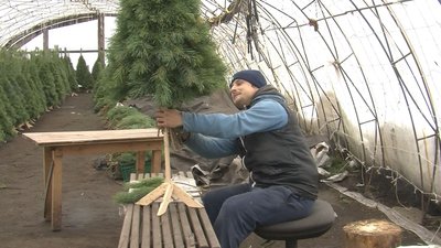 Волинська родина майструє новорічні дерева з гілок хвойних дерев