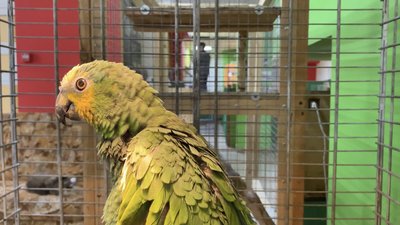 Запорізький мінізоопарк "Світ джунглів" переїхав до Кам’янець-Подільська Запорізький мінізоопарк "Світ джунглів" переїхав до Кам’янець-Подільська