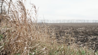 Поле, Білопільська громада, Сумська область, листопад, 2024 р