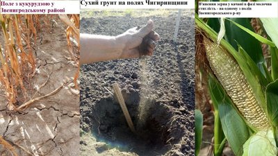 Засуха на Черкащині може зменшити кількість врожаю - Постригань Засуха на Черкащині може зменшити кількість врожаю - Постригань