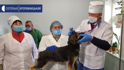 Кропивницький район: державні ветеринари лікують лише в екстрених випадках