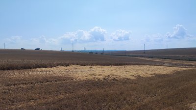 Спека на Рівненщині. Експерти розповіли, як вона впливає на врожай