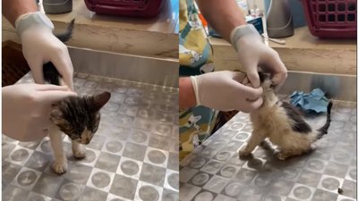 В одеській квартирі знайшли понад 60 кошенят, котрих морили голодом В одеській квартирі знайшли понад 60 кошенят, котрих морили голодом