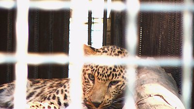 В Одеському зоопарку з’явився п’ятимісячний леопард Казанова В Одеському зоопарку з’явився п’ятимісячний леопард Казанова