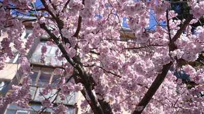 У Вінниці зацвіли перші сакури У Вінниці зацвіли перші сакури